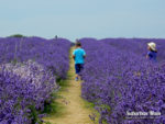 An afternoon at Mayfield Lavender