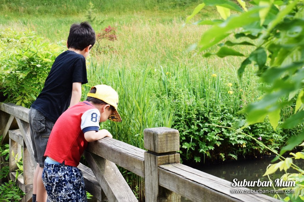 boys-looking-at-pond