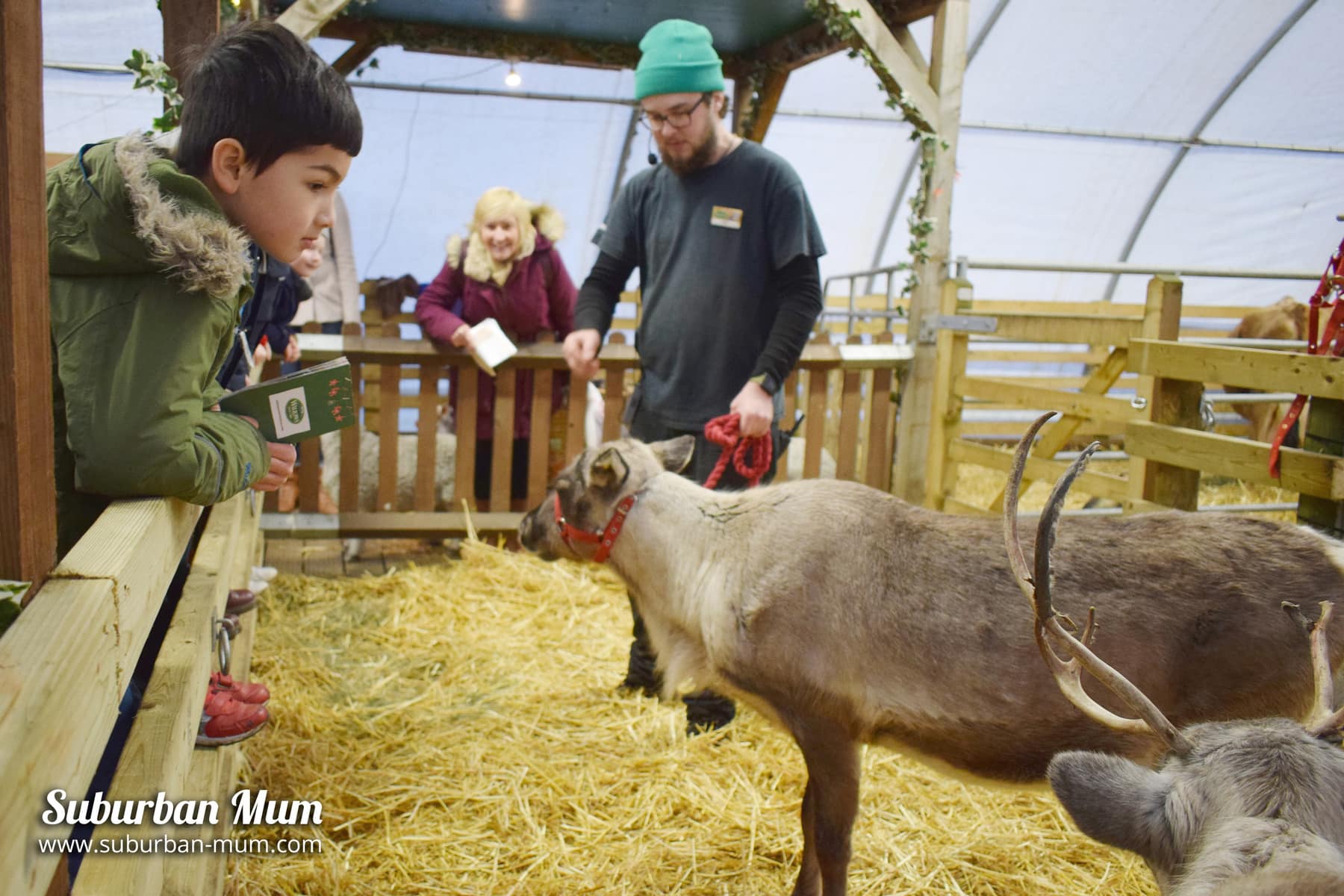A Fantastic Festive Day Out Santa Spectacular At Willows Activity a-fantastic-festive-day-out-santa-spectacular-at-willows-activity