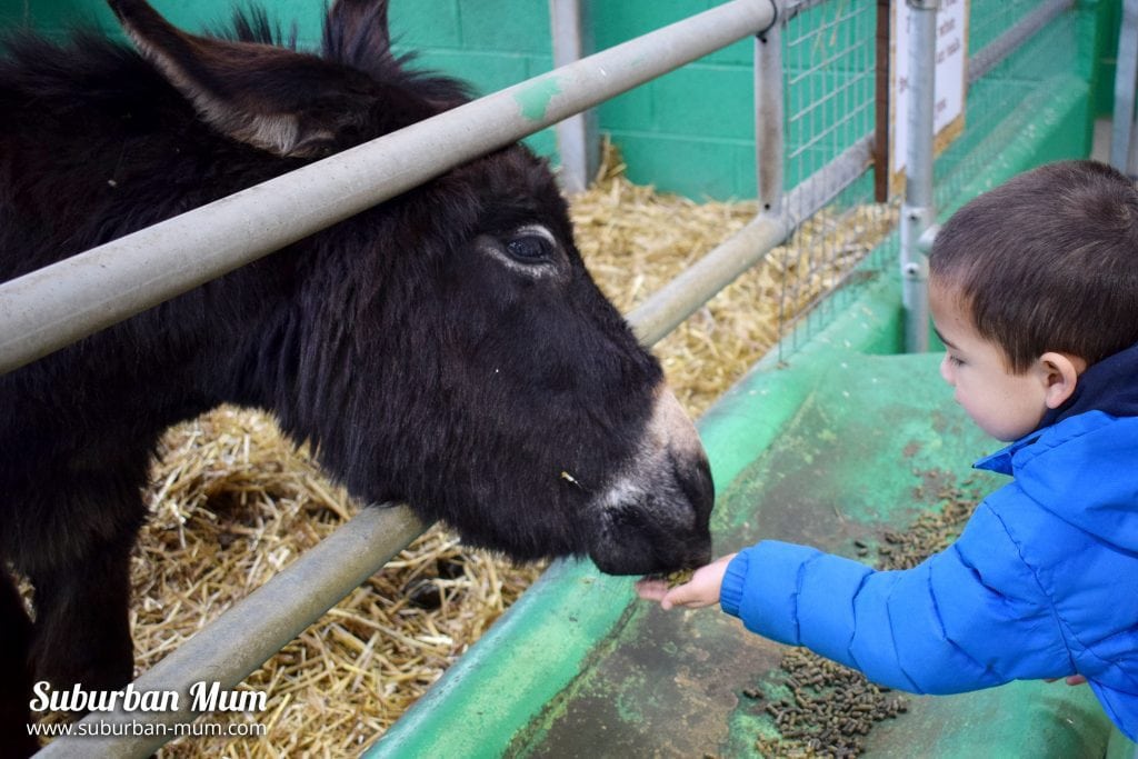 willows-activity-farm-pony-feeding