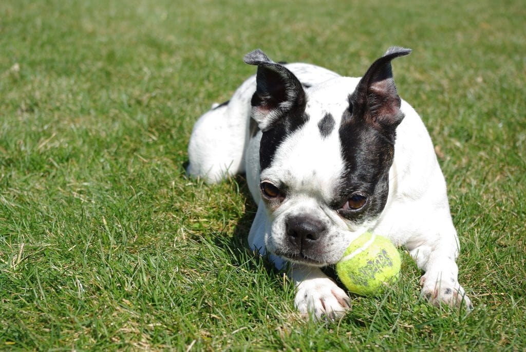 child-friendly dog breed - boston terrier