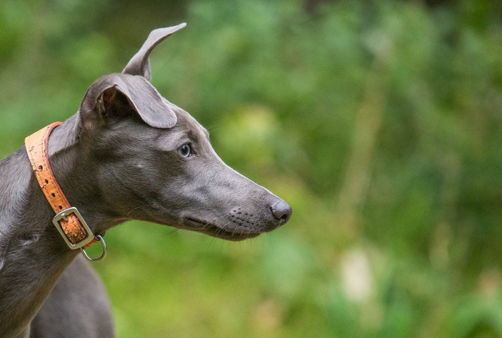 child-friendly dog breed - whippet