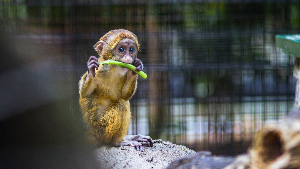 monkey-zoo