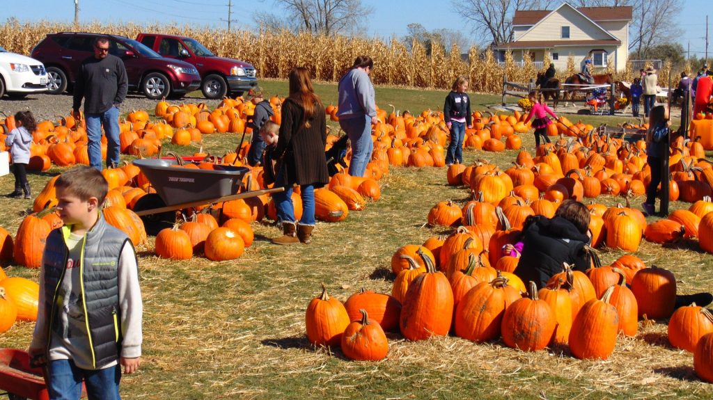 people-pumpkin-picking