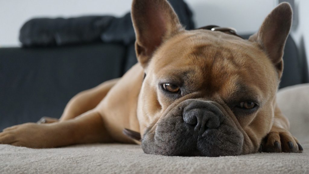 sleepy-french-bulldog