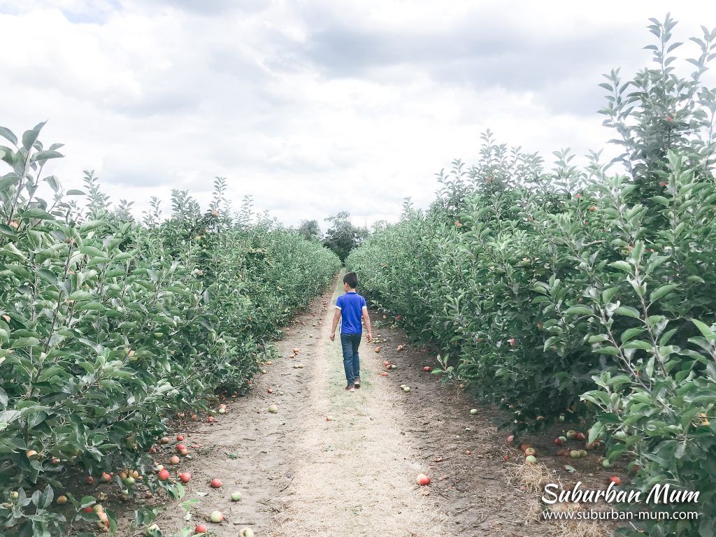 m-picking-apples-garsons-farm
