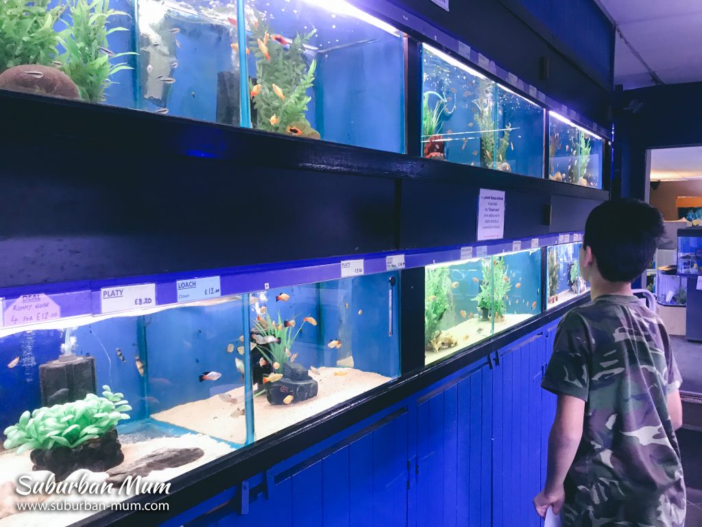 e-fish-aquarium