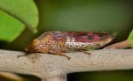 How to handle spotted lanternfly infestation