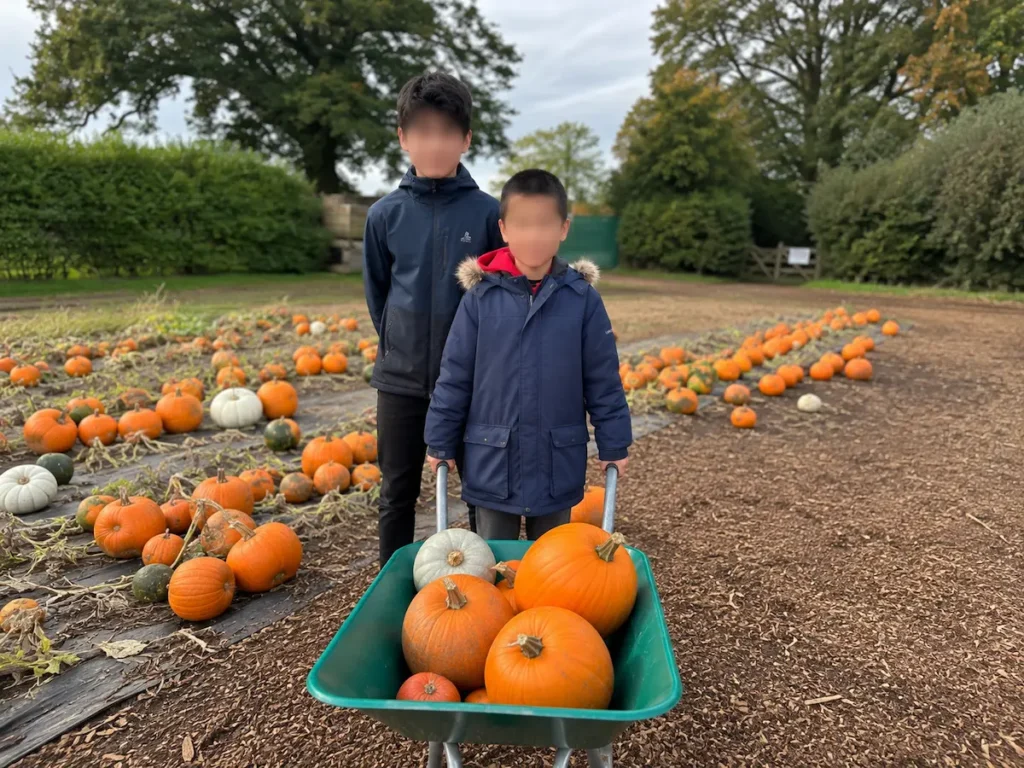 crockford-bridge-pumpkin-picking-surrey Two boys with a wheelbarrow of pumpkins at Crockford Bridge Farm