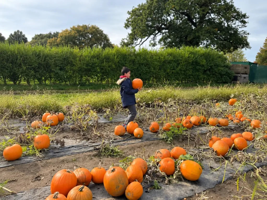 pumpkin-picking-surrey-pumpkin-field hild carrying a pumpkin through a pumpkin field in Surrey