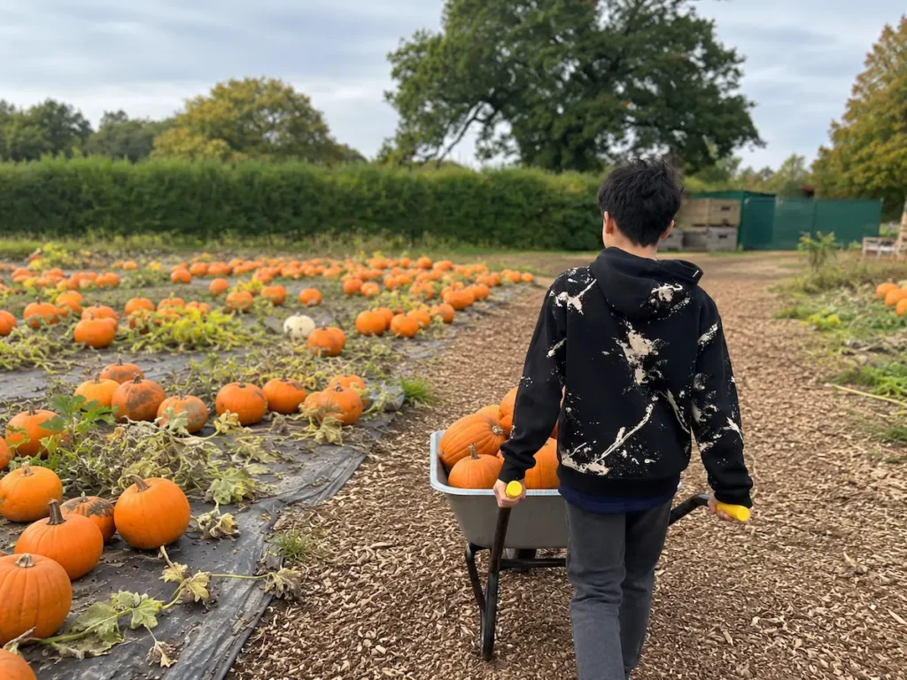 pumpkin-picking-surrey-wheelbarrow Pumpkin Picking in Surrey: Best Pumpkin Patches for 2026