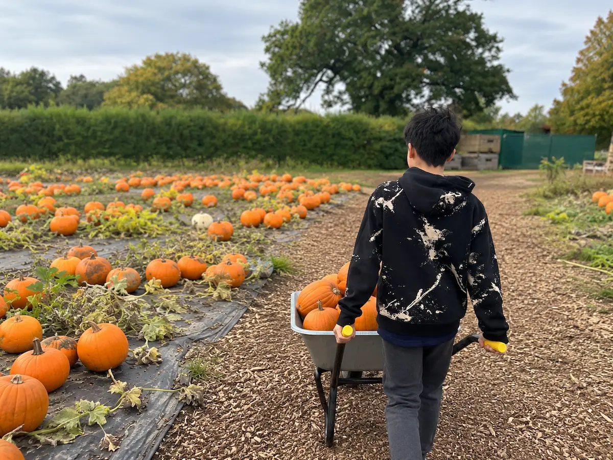 Pumpkin Picking in Surrey: Best Pumpkin Patches for 2026