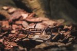 4 reasons why snakes make great pets