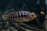 Is a Jaguar Cichlid easy to take care of? Find Out Here