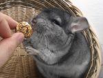 Thinking of adopting a Chinchilla? Here’s how to take care of it