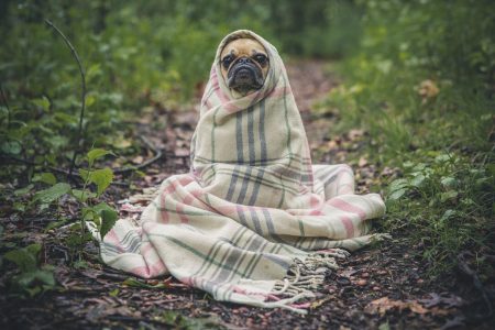 68b8a3cc pug in blanket