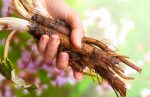 How effective is Burdock Roots for Psoriasis?