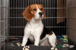 A beginner’s guide to crate training your dog