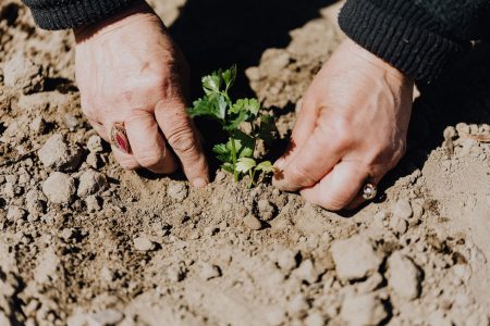 plant in soil