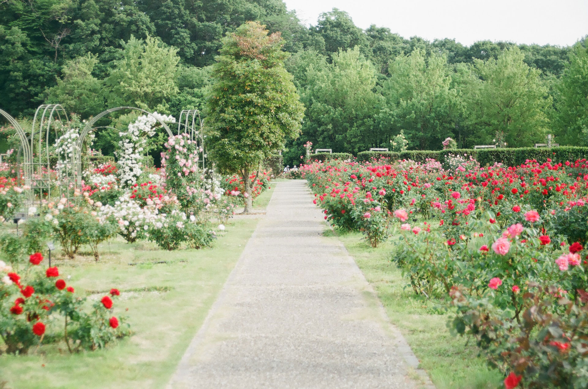 rose garden