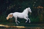 3 practical ways to look after your horse