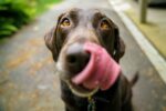 5 practical tips to look after your dog & keep them healthy