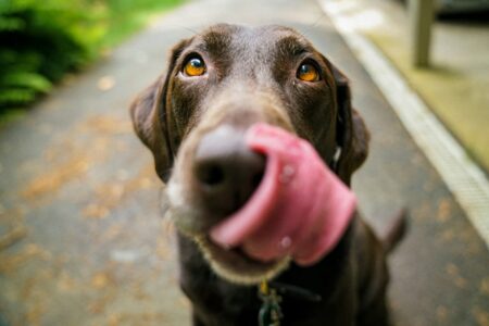 closeup of dog