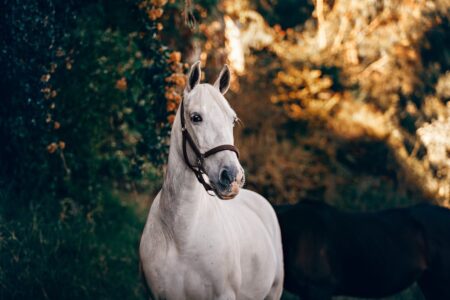 white horse