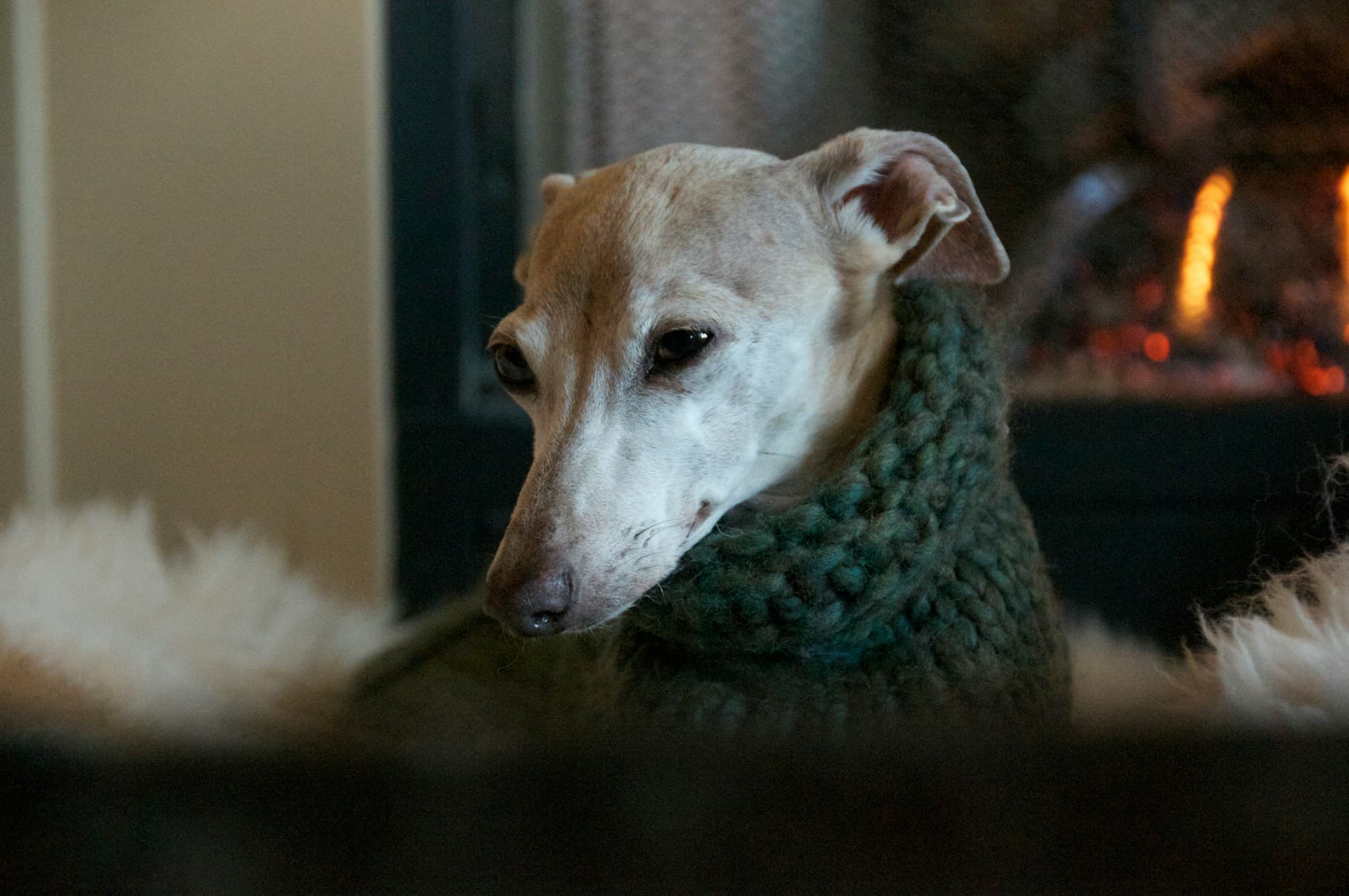 italian greyhound