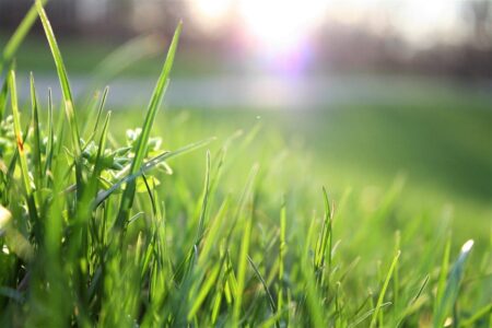 close up of grass