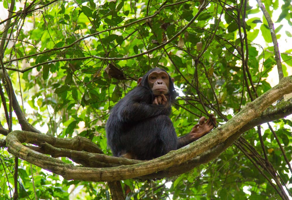 chimpanzees