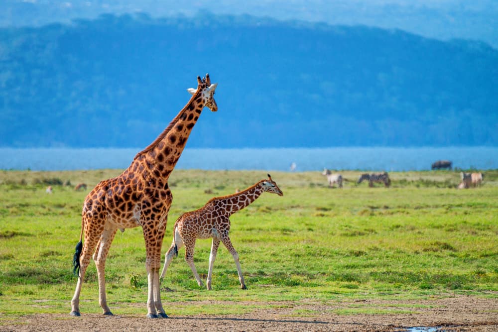 giraffes in safari