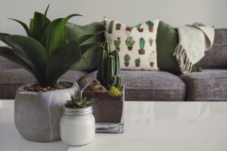 plants on table