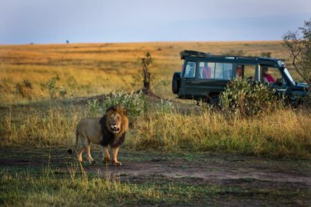 ugandan safari