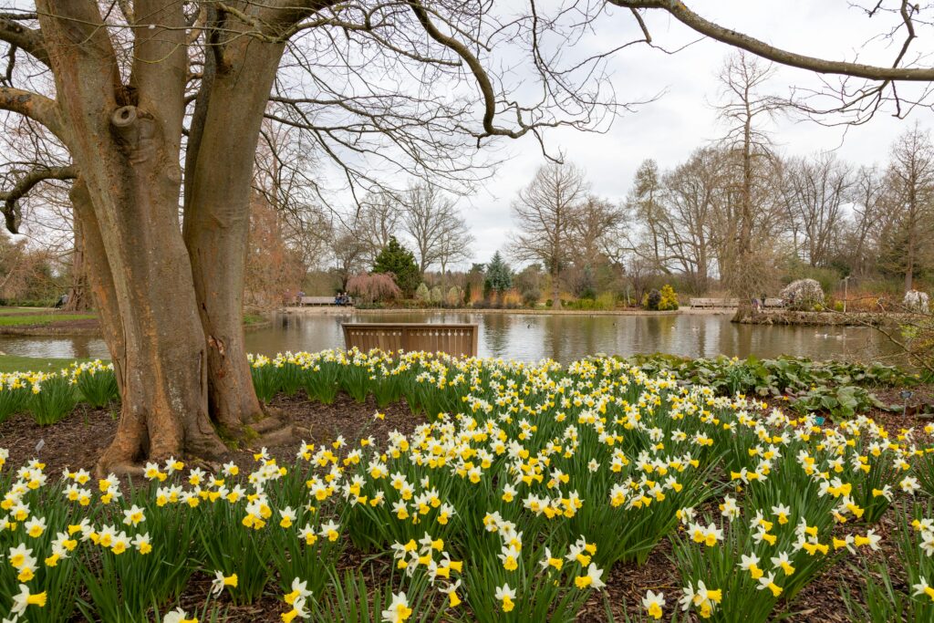 a view of daffodils at Wisley uk