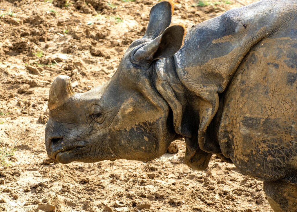 a rhino taken at whipsnade zoo