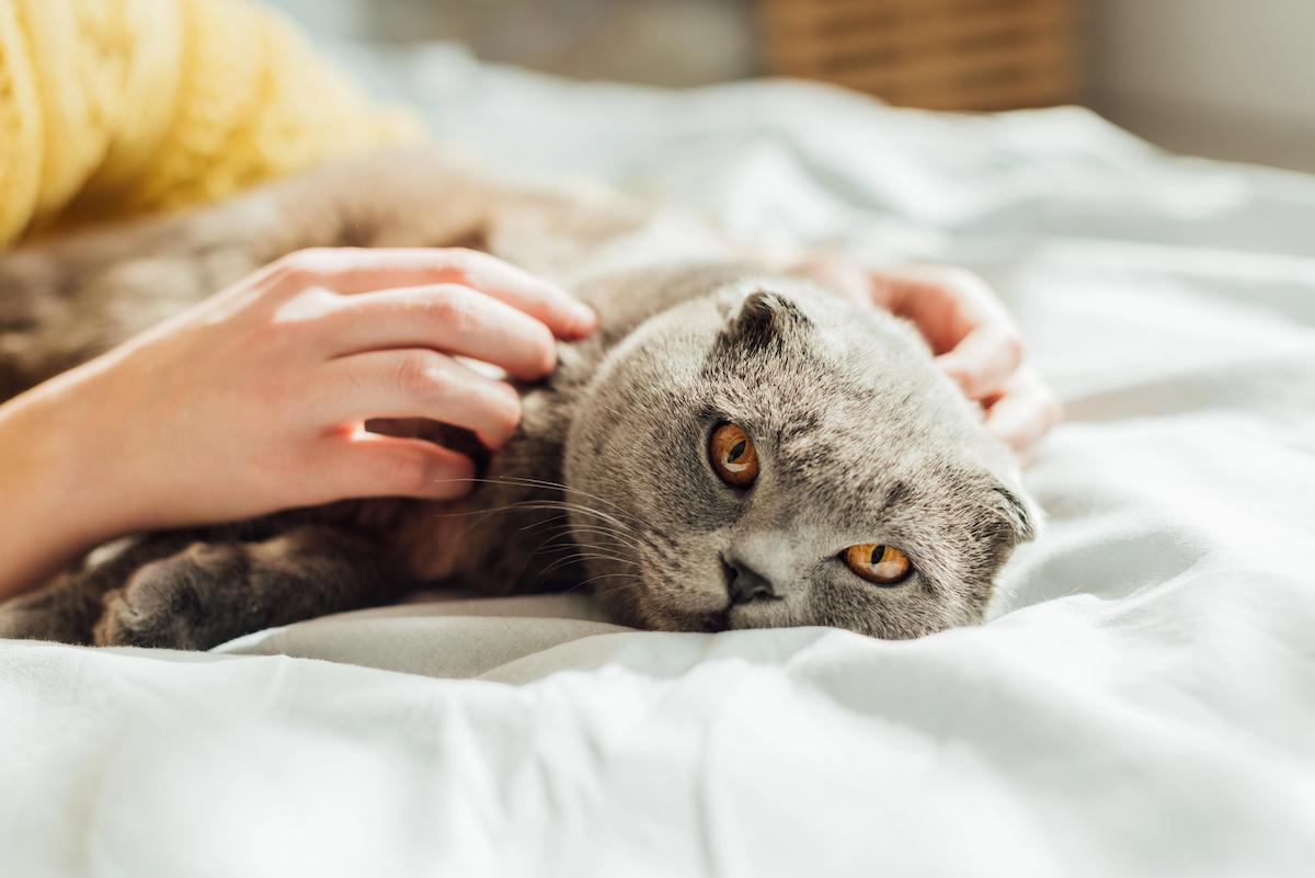 grey cat