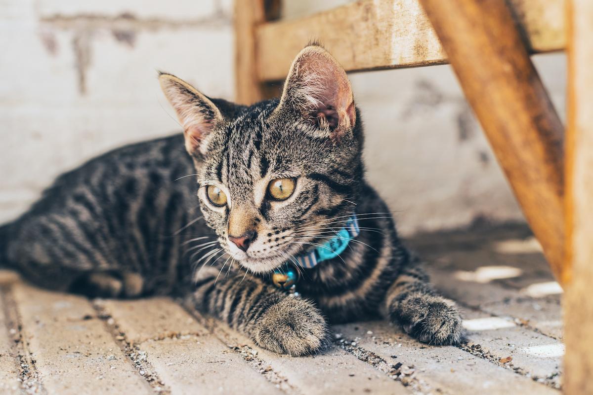 tabby cat