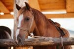 Upgrading your horse’s living space: ensuring your horse’s comfort and safety