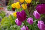 5 easy to grow flowers for your garden